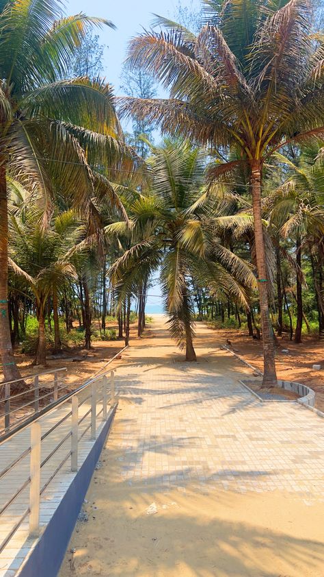 Coconut trees on indian beach #travel #traveltrip #turist #visit #places Miramar Beach Goa, Goa Panjim, Visit Places, Coconut Trees, Miramar Beach, Travel Places, Coconut Tree, Beach Travel, Where The Heart Is