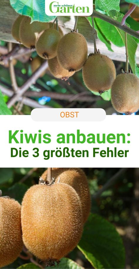 Kiwi Vine, Growing Fruit Trees, Growing Fruit, Urban Farming, Fruit Trees, Beets, Kiwi, Vines, Seeds