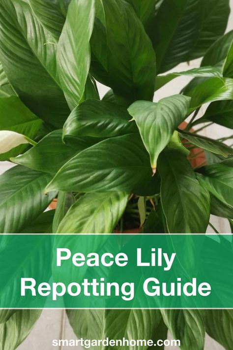 Peace Lilies are popular, elegant, resilient, and easy-to-care-for houseplants. Even if they are not demanding plants in terms of care, they still will need to be repotted at some point. So what are the common indications that your peace lily wants a repotting. https://smartgardenhome.com/houseplants/peace-lily/repotting/?utm_source=pinterest&utm_medium=smartgardenhome&utm_campaign=publer #peacelily Peace Lily Care Repotting, How To Repot A Peace Lily Plant, Repotting Peace Lily, Propagate Peace Lily, How To Revive A Peace Lily Plant, Repotting Peace Lily Houseplant, Peace Lily Sensation, Peace Lily Plant Care, Peace Lily Care