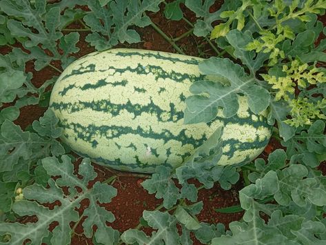 Factors to consider:Fruit size & Shape, skin colour, flesh colour Brix (sweetness), etc Watermelon Farming, Kenya, Watermelon, Look At