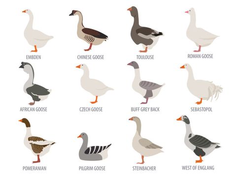 different domesticated geese breeds Sebastopol Geese, Geese Breeds, Poultry Farming, Duck Farming, Bird Facts, Egg Production, Poultry Farm, Small Farm, Bird Photo