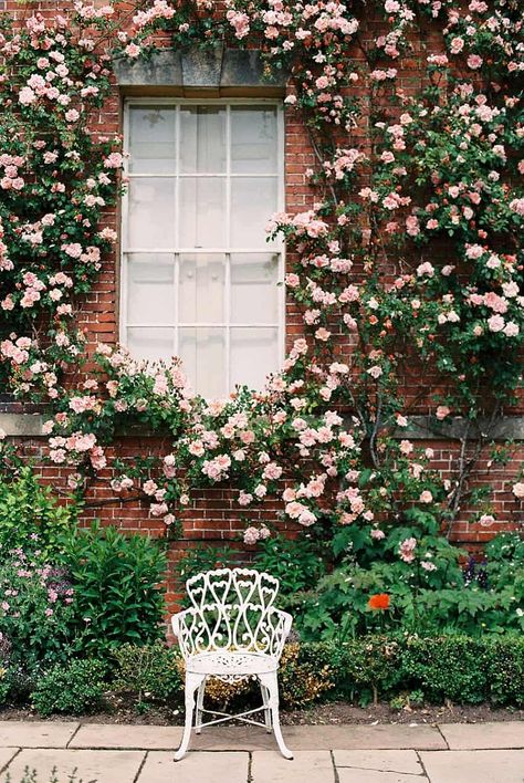 Pruning Climbing Roses, Climbing Roses Trellis, White Climbing Roses, Wall Climbing Plants, Brick Wall Gardens, Rose Climbing, Red Climbing Roses, Indoor Vines, Rose Plant Care