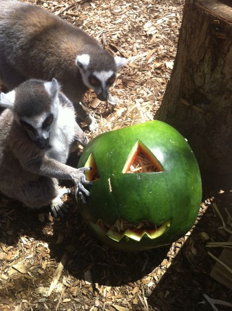 Halloween Halloween Zoo, Zoo Enrichment, Animal Enrichment, Pet Holiday, The Zoo, Parrot, Halloween, Animals