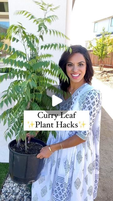 Kamana Bhaskaran on Instagram: "C0mment ‘Curry Leaf’ for a direct message with all the items shared in this Reel 💫

Do do know the secrets to help your Curry Leaf Plant thrive?! Sharing my Mom’s Curry Leaf Hacks
1️⃣ For strong roots - grind your egg shells and add the soil. The calcium, magnesium in eggshells strengthens the plant right at the root. 
2️⃣ Going on holiday - these water bulbs keep your plants hydrated so they don’t dry out.
3️⃣ Buttermilk (1 to 10 ratio yogurt to water) it’s rich in nitrogen and has an acid PH  that help curry leaf plants thrive. Do this once a month 👍🏽
4️⃣ For Bugs or fungus on your plant - use this Neem Oil spray to keep bugs away and follow for more!

#home #hacks #homehacks #curryleaf #plant #bugs #reelsindia" Ratio Yogurt, Curry Leaf Plant, Plant Parenting, Curry Leaf, Smart Farm, Plant Bugs, Plant Hacks, Leaf Plant, Once A Month