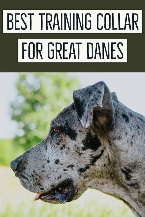 Great Dane Training, Great Dane Temperament, Cool Dog Collars, Great Dane Puppies, Training A Puppy, Training Puppies, Dog Commands, Dane Puppies, The Great Dane