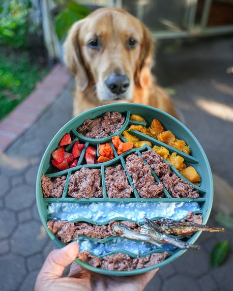 I like pretty bowls and I cannot lie🥣 My dogs eat from a slow feeder of some type 95% of the time and the ones I use most need to tick a few boxes: ✅ easy to wash ✅ safe material for all types of food ✅ actually slow down Aura who inhales her food ✅ cute 💁🏻‍♀️ These new slow feeders from @shop.dashis are inspired by the iconic landmark, Diamond Head, in Oahu Hawaii. They are made from 100% BPA-free silicone and microwave, dishwasher, and freezer-safe Bowl deets: @wefeedraw beef @shop.dashi... Dog Slow Feeder Bowl, Cooked Dog Food, Dog Raw Diet, Pretty Bowls, Dog Slow Feeder, Pet Treats Recipes, Puppy Bowl, Slow Feeder Dog, Raw Pet Food