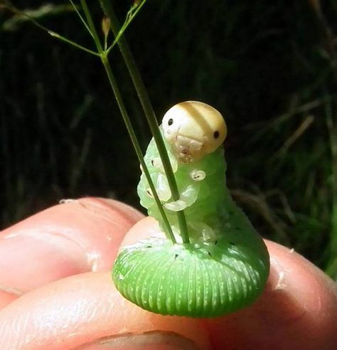 caterpillar with grass Pretty Bugs, Prim Rose, Cute Bugs, Cool Insects, Cool Bugs, Beautiful Bugs, Creepy Crawlies, Pretty Animals, Silly Animals