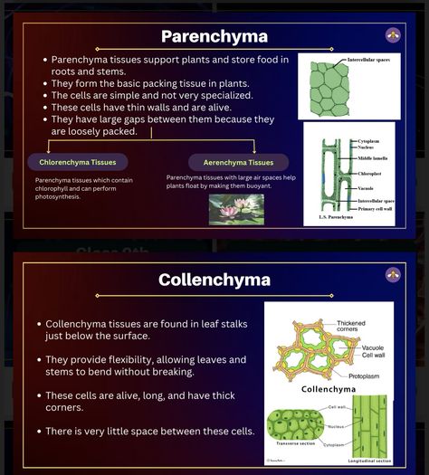 Tissue’s notes !!!!!!!!!!  Topic’s to be covered  1 Tissue  2 plant tissue  3 permanent tissue  4 animal tissue  5 nervous tissue  Tissues = A group of cell’s having similar shape and function act together to performs a specific function is known as tissues.              Structure’s organisation in living organisms :  CELL~ TISSUES ~ORGANS ~ ORGANS SYSTEM ~ ORGANISMS ….        WHAT IS THE UTILITY OF TISSUE IN MULTICELLULAR ORGANISMS??????? Answer THE UTILITY OF TISSUES IN MULTICELLULAR ORGANISMS IS PROVIDE DEFINED STRUCTURE, MECHANICAL STRENGTH AND DIVISION OF LABOR .     ￼ Plant Tissue table !!!!!!!!!!!!                                                              PLANT TISSUE’S TYPES  1st MERISTEMATIC TISSUE : they have the capacity to divide . Meristematic tissue has cell small in size Plant And Animal Tissues Notes, Meristematic Tissue, Tissues Notes, Nervous Tissue, Animal Tissue, Biology Plants, Physics Lessons, Living Organisms, Plant Tissue