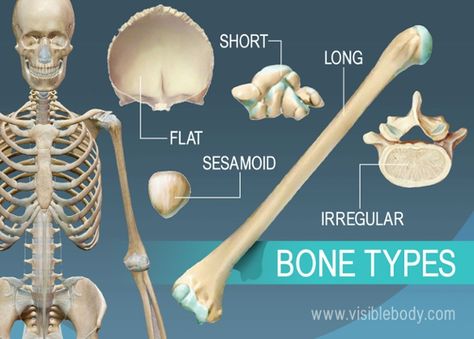 Overview of 5 bone types, long, short, flat, irregular, and sesamoid Human Skeleton Parts, Skeletal System Anatomy, Sesamoid Bone, Axial Skeleton, Human Skeleton Anatomy, Types Of Bones, Types Of Humans, Body Bones, Skeleton Anatomy