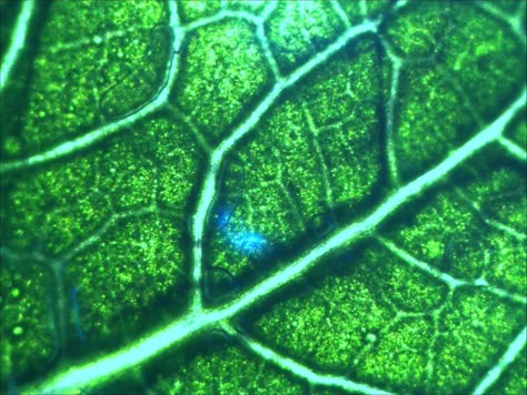 microscope leaves - Google Search Bacteria Art, College Biology, Microscope Art, Biology Aesthetic, Form Concept, Swarthmore College, Hibiscus Leaves, Plant Cells, Under Microscope