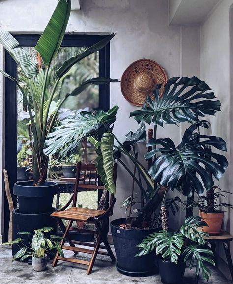 Monstera and tropical plants House Plants Decor Living Room, Inside House Plants, Local Cafe, Hotel Room Design, Balcony Plants, Goth Home Decor, Interior Plants, Plant Aesthetic, House Plants Decor