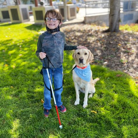 Guide Dogs for the Blind: More Than Really Good Pups, They Offer People Unwavering Friendship and Freedom Guide Dogs For The Blind, Good Dogs, Golden Labs, K9 Dogs, Service Dog Training, Dog School, Therapy Dog, Yellow Labrador Retriever, Dog Patch