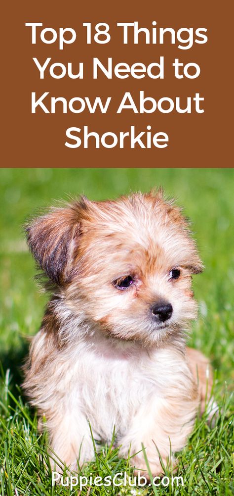 Top 18 Things You Need to Know About Shorkie  #shorkie #shih-tzu #yorkie Shorkie Puppies Haircuts, Yorkie Shih Tzu Mix Puppies, Shitzu Yorkie Mix Puppies, Shih Tzu Yorkie Mix Dogs, Shorkies Dogs Full Grown, Shorkie Dogs Haircuts, Shorkies Dogs, Shorkie Haircut, Shorkie Haircut Styles