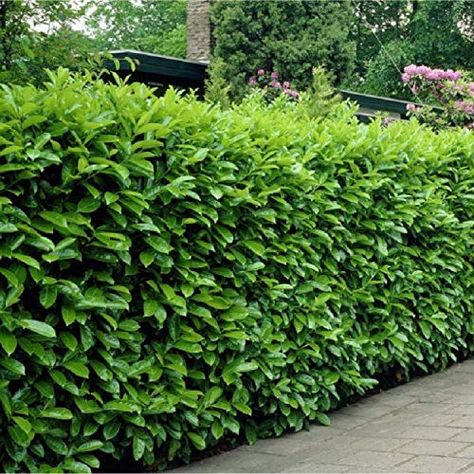 Cherry Laurel Hedge, Laurel Shrub, Prunus Laurocerasus, Laurel Hedge, Magnolia Stellata, Fast Growing Hedge, Fast Growing Evergreens, Evergreen Hedge, Garden Hedges