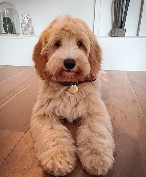 Goldendoodle Haircuts Teddy Bears, Groodle Haircut Styles, Golden Doodle Puppy Haircut, Golden Doodle Grooming Styles, Straight Hair Goldendoodle, Golden Doodle Haircut Styles, Medium Goldendoodle, Labradoodle Grooming, Goldendoodle Haircuts