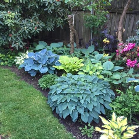 Black GoldTop 10 Shade Garden Plants for the Pacific Northwest Pacific Northwest Garden, Northwest Garden, Shade Garden Design, Cheap Landscaping Ideas, Shade Garden Plants, Hosta Gardens, Have Inspiration, Easy Garden, Shade Plants