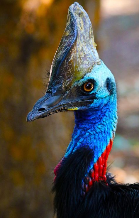 Cassowary Tattoo, Cassowary Drawing, Cassowary Illustration, Cassowary Art, Southern Cassowary, Sketches Nature, Cassowary Bird, Animal Close Up, Bird Crochet