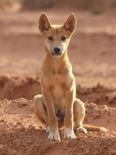 Australian Dingo, Animal Drawing Inspiration, Dingo Dog, Bow Board, Carolina Dog, African Wild Dog, Australian Animals, Wild Dogs, Creature Feature