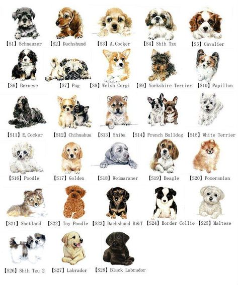 Types Of Puppies Dog Breeds, Types Of Dogs Breeds List, Small Dog Breeds Chart, Types Of Small Dogs, Dog Species, Dog Breeds Chart, Types Of Puppies, Types Of Dogs Breeds, Dog Breed Names