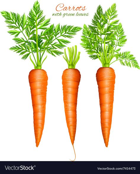 Carrot Leaves, Vegetable Design, Leaves Vector, Botanical Illustration, Royalty Free Images, Adobe Stock, Carrots, Vector Images, Vector Free