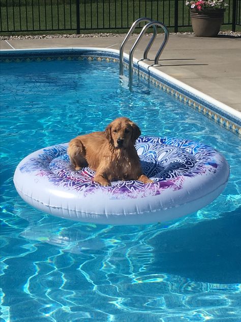 Pool Speakers, Dog Pool Floats, Dogs At The Beach, Preppy Pfp, Dog Pool, Robotic Pool Cleaner, Mom Ideas, Pool Light, Pool Maintenance