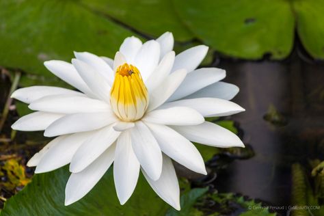 The Giant Water Lily – Guyana’s National Flower (Formerly The Victoria Regia Lily) Victoria Amazonica, Giant Water Lily, Homemade Coconut Oil, Lotus Plant, National Flower, River Basin, Lily Plants, Ornamental Plants, Plant Species