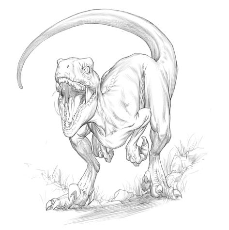 Tyrannosaurus Rex Sketch, Trex Dinosaur Sketch, Dinosaur Tattoo Raptor, Animal Drawing Poses, Alligator Skull Drawing, Dinosaur Drawing References, Dinosaurs Reference, Raptor Dinosaur Tattoo, Indoraptor Drawing