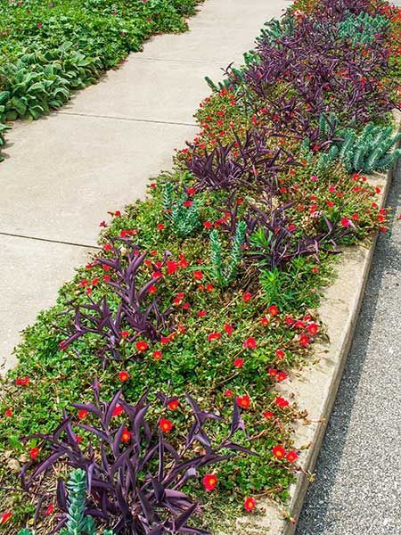 Smart Design Ideas for Hellstrip Plantings - This Old House Sidewalk Landscaping, Low Maintenance Landscaping Front Yard, Succulent Landscape Design, Wandering Jew, Fountain Grass, Succulent Landscaping, Low Maintenance Landscaping, Garden Shrubs, Low Maintenance Garden