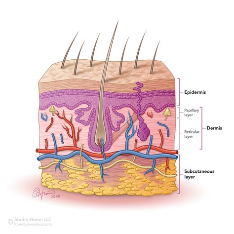 Vector illustration by Studio Hromi showing the layers of the skin and all associated microscopic anatomy. Explore more work by Emily Hromi on the Medical Illustration & Animation Sourcebook online site. #skin #dermatology #epidermis #microanatomy #vectorillustration #medical #illustration #medicalillustration #scientificillustration #medicalillustrator #scicomms #sciart #generalmedicine #medicaleducation #biology #anatomy #cellbiology #science #scientific #color #advertising #medillsb Skin Anatomy Drawing, Anatomy Of Skin, Layers Of Skin Anatomy, Skin Layers Anatomy, Skin Layers Anatomy Project, Skin Animation, Epidermis Layers Anatomy, 5 Layers Of Epidermis, Epidermis Layers