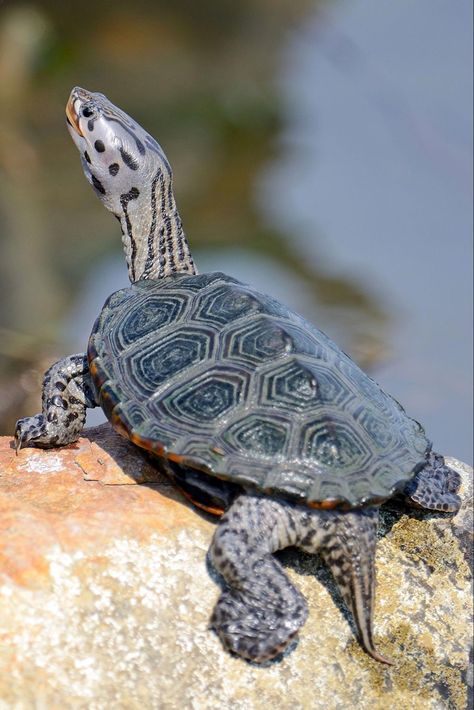 Diamondback Terrapin (Malaclemys terrapin) Maryland Chesapeake Bay Diamondback Terrapin, Turtle Photos, State Animals, Omari Hardwick, Tortoise Habitat, Tattoo Nature, Aquatic Turtles, Pet Turtle, Tortoise Turtle