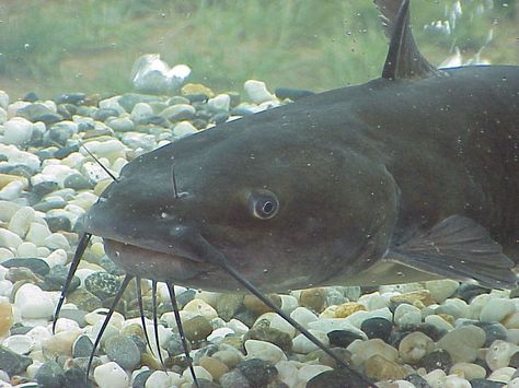 Nile River Animals | Ancient Egyptian Nile River Catfish Farming, Catfish Rigs, How To Catch Catfish, Big Catfish, Blue Catfish, Cat Fishing, Channel Catfish, Catfish Bait, Catfish Fishing