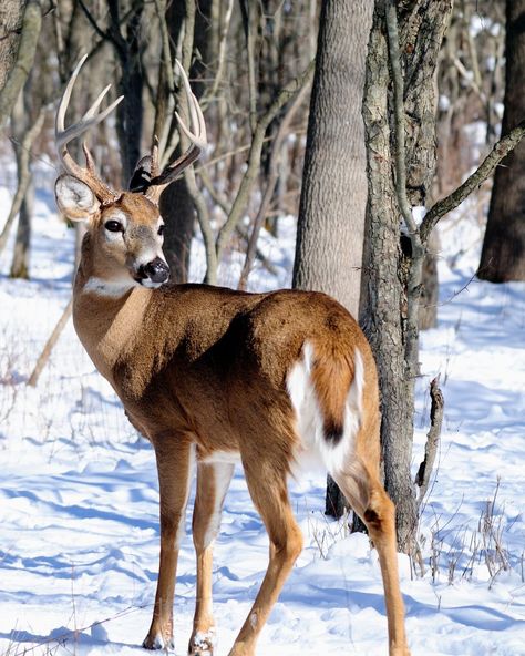 Deer In Woods, Whitetail Deer Pictures, Deer Photography, Whitetail Deer Hunting, Big Deer, Hunting Pictures, Deer Photos, Deer Pictures, Amazing Animal Pictures