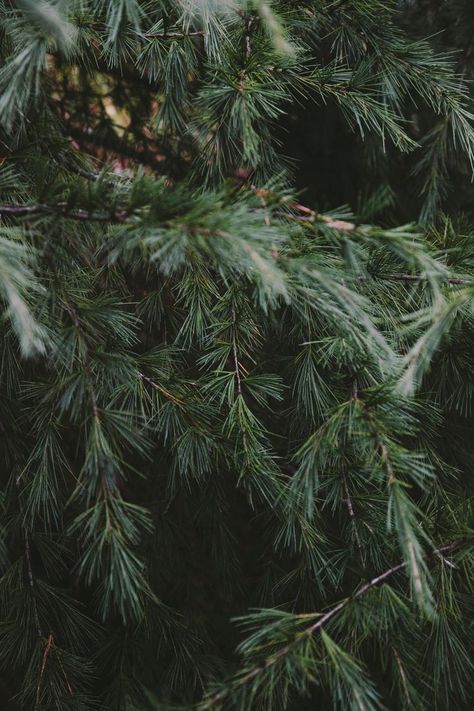 . Pine Needles, Winter Solstice, Cabins In The Woods, Nature Landscape, Narnia, Pine Tree, Winter Christmas, A Tree, Mother Nature