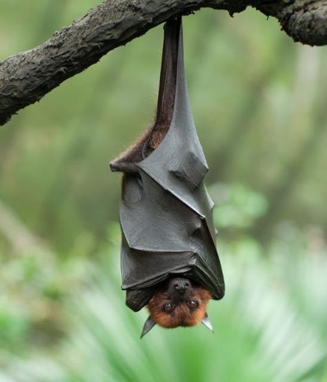 Bat Hanging Upside Down Pictures, Photos, and Images for Facebook, Tumblr, Pinterest, and Twitter Castlevania Dracula, Bat Hanging, Bat Facts, Hanging Bat, Hanging Upside Down, Bat Tattoo, Fruit Bat, Nocturnal Animals, Cute Bat