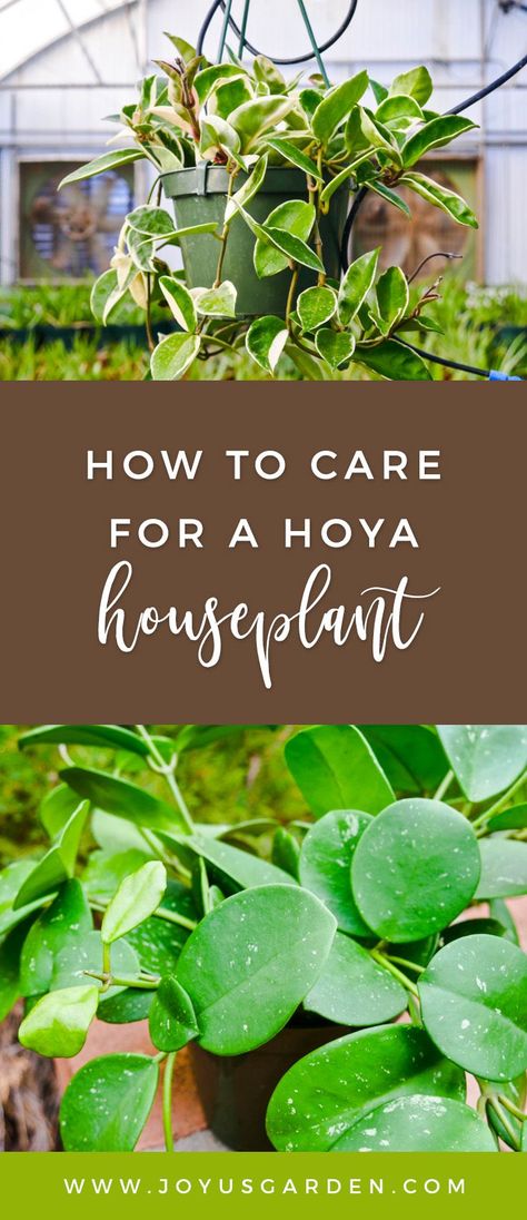 Hoya Plant, Easy Care Houseplants, Houseplant Care, Plant Care Houseplant, Top Diy, Indoor Plant Care, Wildflower Garden, Plants Garden, Exterior Ideas