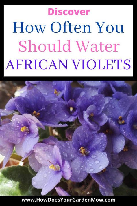 Water Violet, African Violet Care, Flowering Succulents, African Violets Plants, Violet Plant, Plant Care Houseplant, Inside Plants, Indoor Plant Care, African Flowers