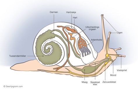 Snail Image, Aquarium Snails, Animal Anatomy, Beautiful Nature Pictures, Art Tips, Nature Pictures, Biology, Industrial Design, Beautiful Nature