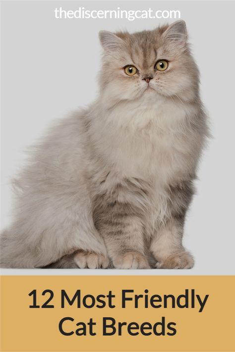 Looking to get a kitty that doesn’t fit the conventional definition of cats as being off-hand and a bit disinterested? Some breeds of cats are definitely more affectionate and happy to see you than others. Here are the 12 Most Friendly Cat Breeds. #catbreeds #friendlycatbreeds #12friendlycatbreeds Different Cat Breeds, Cats Breeds, Friendly Cat Breeds, Breeds Of Cats, Long Hair Cats Breeds, Expensive Cats Breeds, Affectionate Cat Breeds, Friendliest Cat Breeds, Types Of Cats Breeds