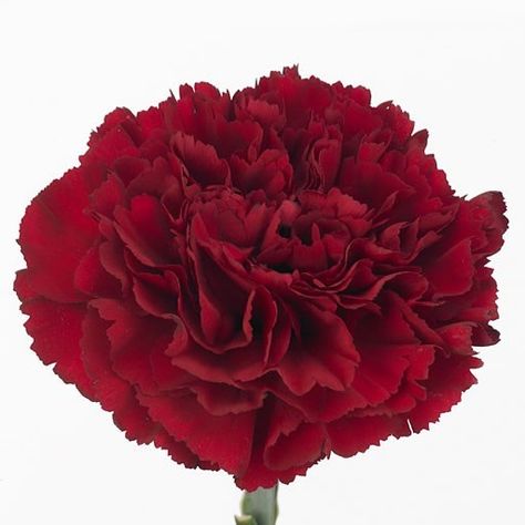 Carnation Zurigo is a Red cut flower. It is approx. 70cm tall. Burgundy Carnations, Dutch Flowers, Corporate Flowers, Fall Flower Arrangements, Red Carnation, Flower Guide, Flower Bucket, Florist Supplies, Carnation Flower