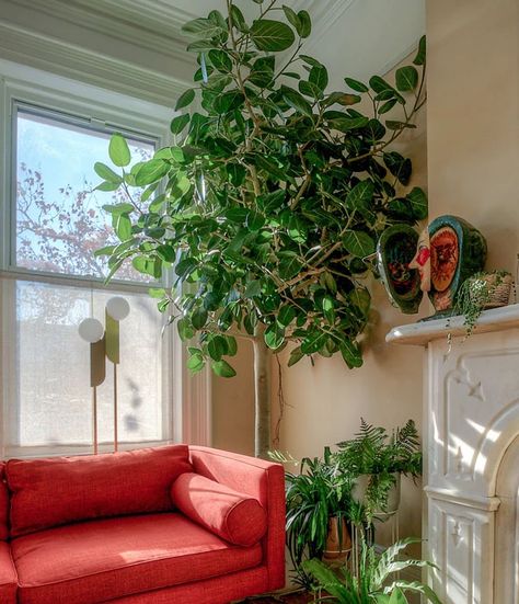 Focus Audrey Plant, Ficus Audrey Indoor, Ficus Audrey Care, Ficus Audrey Tree, Ficus Tree Indoor, Audrey Ficus, Propagated Plants, Ficus Altissima, Ficus Benghalensis