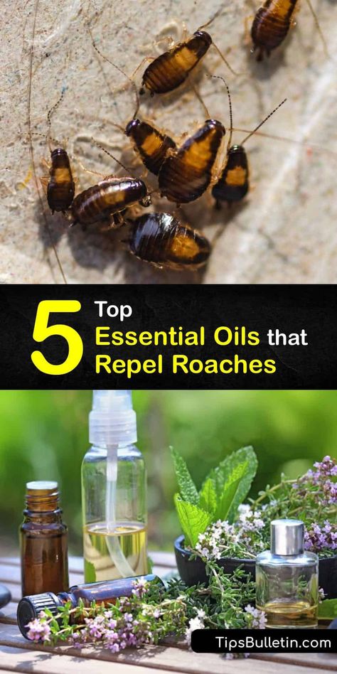 Learn how to use essential oils to repel roaches and keep your home insect-free. Cockroaches avoid areas where you apply essential oils, and it’s easy to make a natural cockroach repellent with peppermint oil, eucalyptus oil, and rosemary oil. #essential #oils #repel #roaches Diy Roach Repellent, How To Repel Roaches, Diy Cockroach Repellent, Natural Roach Repellant, Essential Oils For Bug Repellent, Essential Oils Roach Repellant, Essential Oil Roach Repellent, Roach Repellent Essential Oils, Plants That Repel Cockroaches