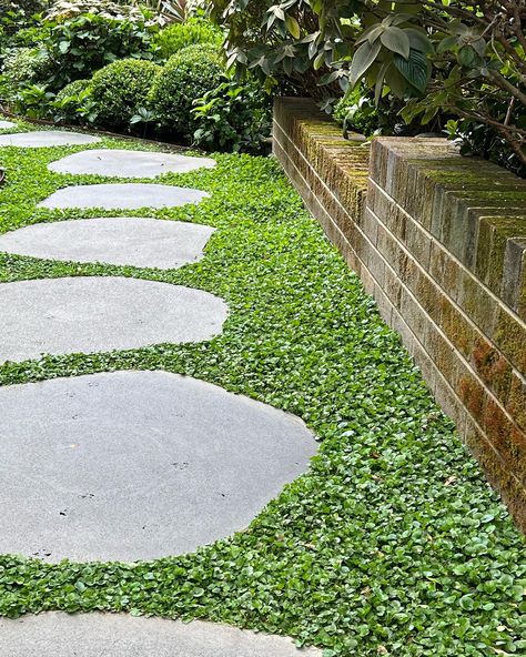 6 walkable groundcover plants that are perfect for paths | Livingetc Grass Stepping Stones Pathways, Low Growing Plants For Front Of House, Front Lawn Pathway Ideas, Concrete Pathway Ideas Walkways, Gravel Pathway Walkways, Permeable Pathways, Kurapia Groundcover, Walkable Ground Cover, Groundcover Landscaping