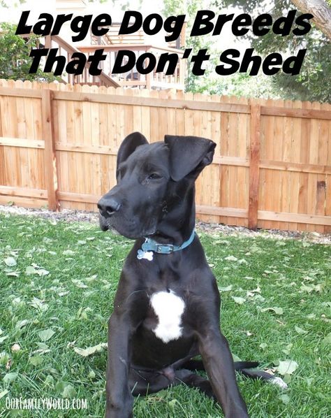 If your family is planning to add a dog to the mix and wants to avoid breeds that require a ton of maintenance, here is a list of great Large Dog Breeds That Don't Shed.  Not only are these great pets in general, the lack of shedding means they are better suited for becoming an indoor pet for your family. Dogs Breeds Large, Best Large Dog Breeds, Dog Breeds That Dont Shed, Dogs Breeds, Hypoallergenic Dogs, Game Mode, Indoor Pets, About Dogs, Large Dog Breeds