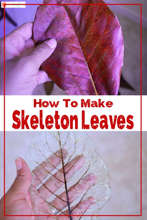 How To Make Skeleton Leaves (with Printable Instructions) - The Kreative Life Things To Do With Leaves, Productive Crafts, Nature Crafts For Adults Diy, Skeleton Leaf Art, Vetenskapliga Experiment, Skeleton Leaves, Diy Nature, Paper Bowl, Leaf Skeleton