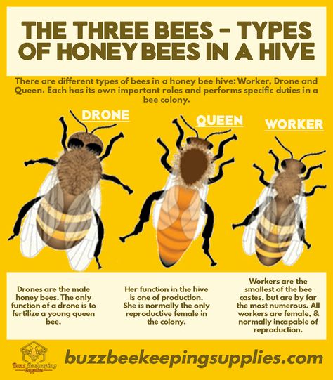 The Three Bees - Types of honey bees in a hive | Buzz Beekeeping Supplies Types Of Honey Bees, Types Of Bellies, Bee Identification, Different Types Of Bees, Honey Bee Facts, Honey Bees Keeping, Different Bees, Types Of Bees, Backyard Bee