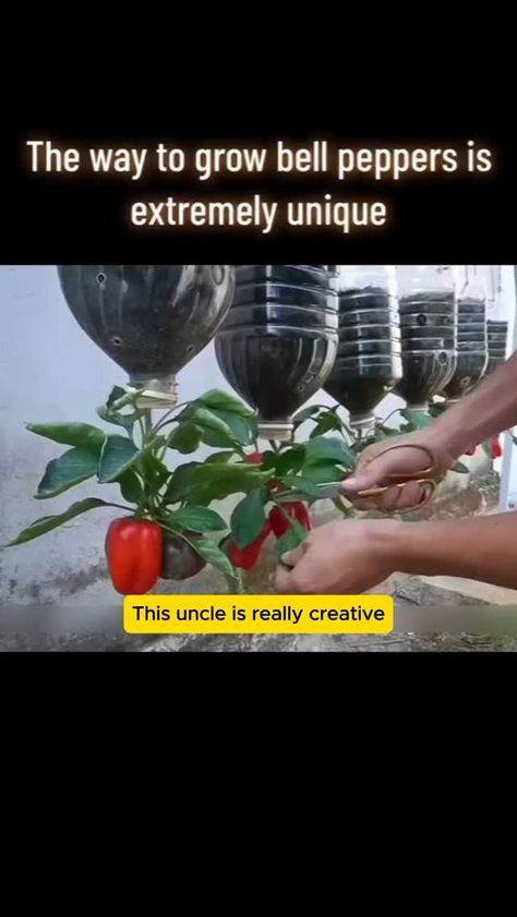 Seed to Flower (@seedtoflower_net) on Threads Growing Green Peppers, Grow Bell Peppers, Growing Bell Peppers, Backyard Creations, Growing Vegetables In Pots, Growing Peppers, Short Plants, Backyard Flowers, Veg Garden