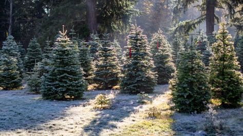 Starting A Christmas Tree Farm, Balsam Tree, Fraser Fir Christmas Tree, Fraser Fir, Cash Crop, Christmas Farm, Farm Design, How To Start Running, Christmas Tree Farm