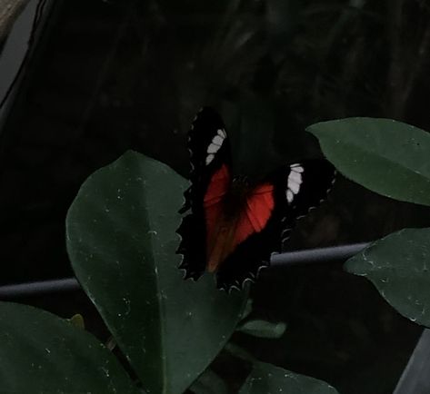 Black Red Green Aesthetic, Red Butterfly Aesthetic, Dark Green And Red Aesthetic, Red And Green Aesthetic Dark, Dark Green Butterfly Wallpaper, Dark Green Butterfly Aesthetic, Black Butterfly Astethic, Black And Red Aesthetic Butterfly, Black And Green Butterfly