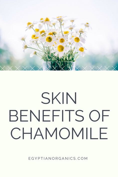 chamomile | natural skin care | organic cosmetics | Egyptian Organics | how to use chamomile | natural beauty | #skincare #egyptianorganics #naturalbeauty Chamomile Skin Benefits, Cosmetics Ideas, Organic Skin Care Routine, Skin Care Routine For 20s, Japanese Skincare, Organic Cosmetics, Dry Skin Care, Skin Care Brands, Skin Benefits