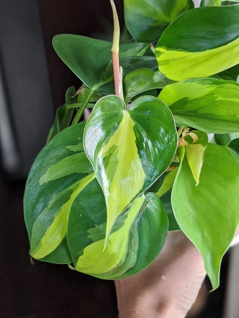 Learn how to care for Philodendron Brasil, a gorgeous variety of philodendron hederaceum, the “heart-leaf philodendron.” I’ll cover everything you need to know to keep the gorgeous Brasil cultivar happy and thriving. Propagate Philodendron, Philodendron Care Tips, Structures Art, Philodendron Sodiroi, Philodendron Brasil, Philodendron Care, Plant Watercolor, Heart Leaf Philodendron, Plant Friends